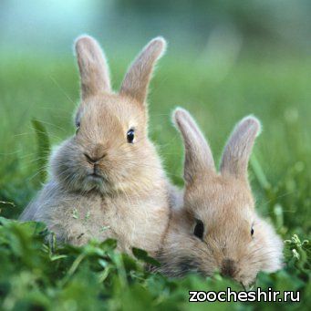 Почему у кролика горячие уши