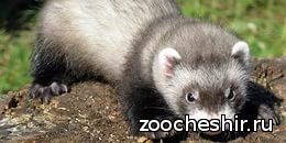 Как ухаживать за домашним хорьком